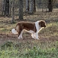 Karakachans from Dominion Farms Karakachans