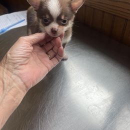 Chihuahua and Pomeranian Puppies from Lil'Fevre Chihuahuas