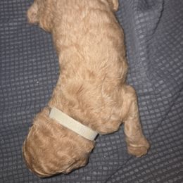 Goldendoodle Puppies from Spirited Doodles