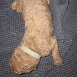 Goldendoodle Puppies from Spirited Doodles