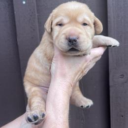 Boy 1 - Yellow male Labrador Retriever puppy in Gouverneur, New York from Moss Ridge retrievers