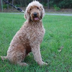 Goldendoodle All Grown Up from The Doodle Project
