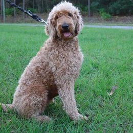 Goldendoodle All Grown Up from The Doodle Project