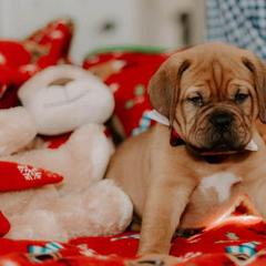 Dogue de Bordeaux Puppies from Santacera Dogue de Bordeaux