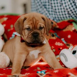 Dogue de Bordeaux Puppies from Santacera Dogue de Bordeaux