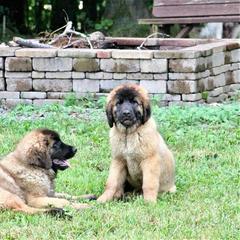 Great Pyrenees and Leonberger Puppies from Easter Acres