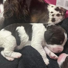 English Springer Spaniels from AZ Springers