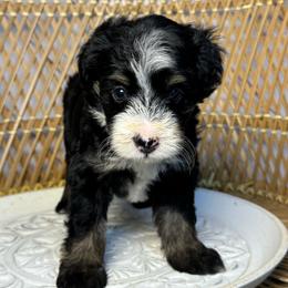 Female 1 - Tri-color female Bernedoodle puppy in Belgreen, Alabama from Scott’s Farm Poodles and Doodles