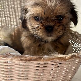 Boy 2 - Black gold and white male Shih Tzu puppy in Skipperville, Alabama from Nay Nay’s Babies