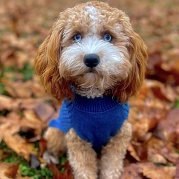 Bernedoodles, Cavapoos, Double Doodles, and Goldendoodles from Liberty Acres of Ohio