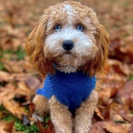 Bernedoodles, Cavapoos, Double Doodles, and Goldendoodles from Liberty Acres of Ohio