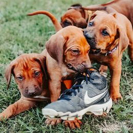 Rhodesian Ridgeback Puppies from Raven’s Ridgeback