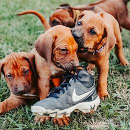 Rhodesian Ridgeback Puppies from Raven’s Ridgeback