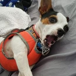 Miniature American Shepherds and Toy Fox Terriers from Tons of Kisses