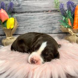 Aussiedoodle Puppies from Royal Paw Aussiedoodles