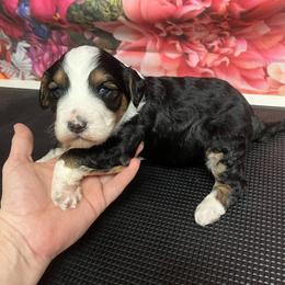 Rose - Tri-color female Bernedoodle puppy in Winfield, Alabama from Rose Lane Doodles