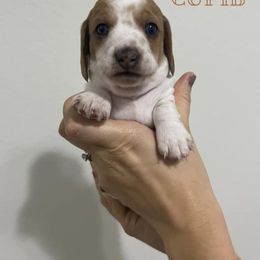 Boy 1 - Dapple Dachshund puppy in Texas from Woodfield Weenies