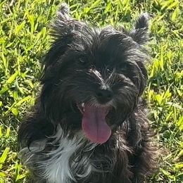 LuLu - Yorkshire Terrier