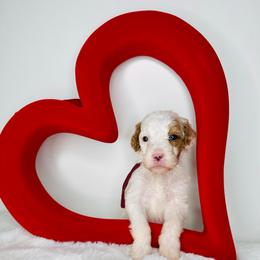 Burgundy Collar - Parti female Goldendoodle puppy in Miami, Florida from GoldStar Doodles USA