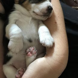 Beagle Puppies from Macushla Kennels