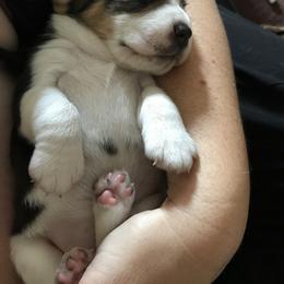 Beagle Puppies from Macushla Kennels
