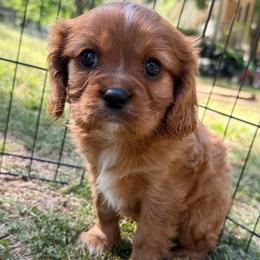 Frank - Ruby male Cavalier King Charles Spaniel puppy in Acworth, Georgia from Cumberland Cavaliers