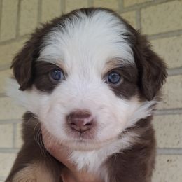 Aussiedoodle and Miniature Australian Shepherd Puppies from Aussies Acre