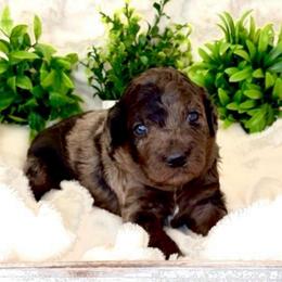 Mr Blue - Merle male Goldendoodle puppy in San Diego, California from Sensational Doodles