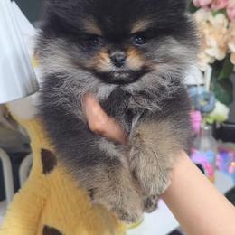 Girl 1 - Black and tan female Pomeranian puppy in Visalia, California from Exotic_fresita_poms