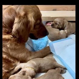 Golden Retriever Puppies from Red Bank Goldens