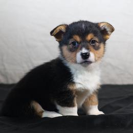 Tri boy 1 - Black and tan male Pembroke Welsh Corgi puppy in Karnack, Texas from Sureshot Corgis