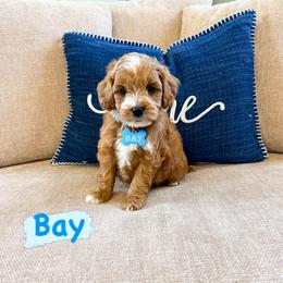 Bay - Red  male Goldendoodle puppy in West Haven, Utah from Split Mountain Doodles