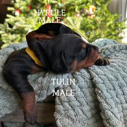 Doberman Pinscher Puppies from Sky’s Dobermans