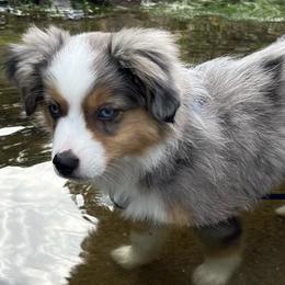 Miniature Australian Shepherds from Oli Bella Aussies