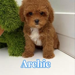 Archie - Red male Cavapoo puppy in Buford, Georgia from Petite Posh Puppies