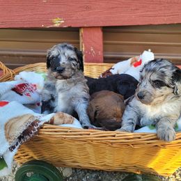 Aussiedoodle Puppies from Post Oak Doodles