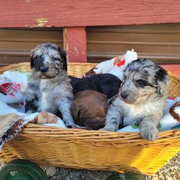 Aussiedoodle Puppies from Post Oak Doodles