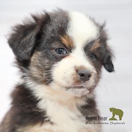 Peter - Black tri Miniature Australian Shepherd puppy in Talking Rock, Georgia from Run'n Bear Mini Aussies