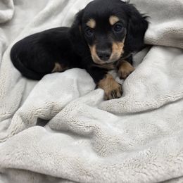 Dachshund Puppies from Yadkindale Kennel