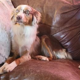 Australian Shepherd All Grown Up from Josh Courville