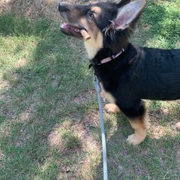 German Shepherd and White Shepherd Puppies from Scenic Creek German Shepherds