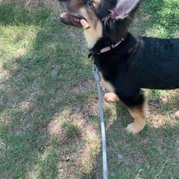 German Shepherd and White Shepherd Puppies from Scenic Creek German Shepherds