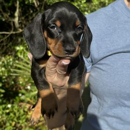 Dachshund Puppies from Branton Family Dachshunds