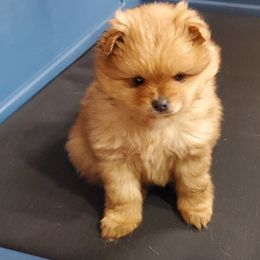 Pomeranian Puppies from Donna Gaspich