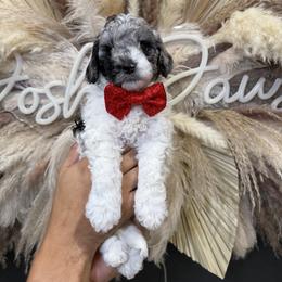 Gus Gus - Parti male Goldendoodle puppy in Pearland, Texas from Posh Paws Puppies