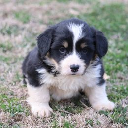 Boy 2 - Pembroke Welsh Corgi puppy in Stilwell, Oklahoma from Barton Farms Corgis