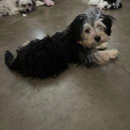 Shorkie All Grown Up from Roover's Oklahoma Shorkies