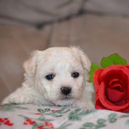 Bichon Frises from Bichons Of Hampstead