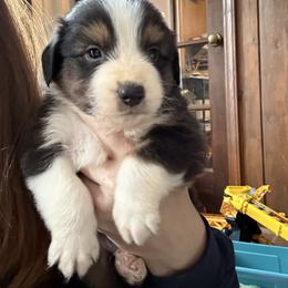 Cupid - Black tri-color male Australian Shepherd puppy in Yadkinville, North Carolina from Gold Leaf Farm & Kennels