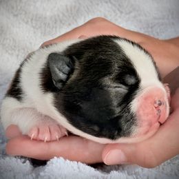 Marley - Black and white female Boston Terrier puppy in Edgewater, Florida from Bluewater Bostons
